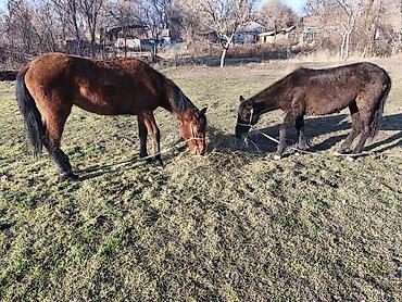 Лошади, кони: Продаю | Кобыла (самка) — 15