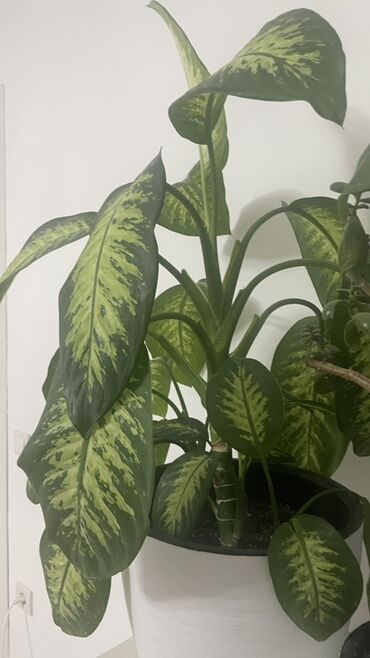 продам тыкву: Диффенбахия (Dieffenbachia) в декоративном горшке - Крупное комнатное