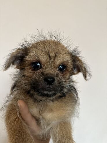 İtlər: Miniatür balaca it balaları - Cins: kiçik ölçülü dekorativ — 10