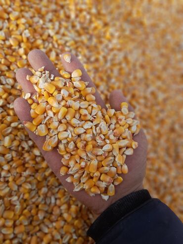 ведро эмалированное с крышкой 10л цена бишкек: Жүгөрү Дүңүнөн, Акысыз жеткирүү