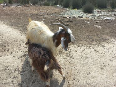 Keçi, çəpiş: Dişi, Alpine, il: 1, Damazlıq, Südlük, Ünvandan götürmə