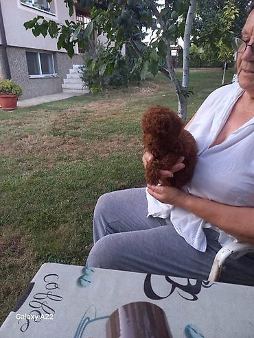kupujem prodajem pomeranac: Crvena toy pudlica, žensko štene – staro 2,5 meseci.Profesionalno — 5