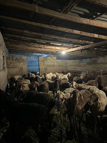Продам с/х животных: Продаю | Овца (самка) | Для разведения — 1