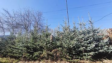 кра: Ели голубые (Picea pungens, «колючая ель») для озеленения. - Плотная — 2