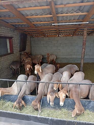 овец: Продаю | Овца (самка) — 8