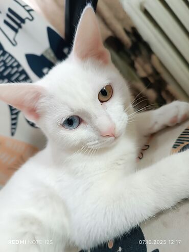 где можно купить шотландского вислоухого котенка: Котята домашние - Белый котёнок с гетерохромией: один глаз голубой