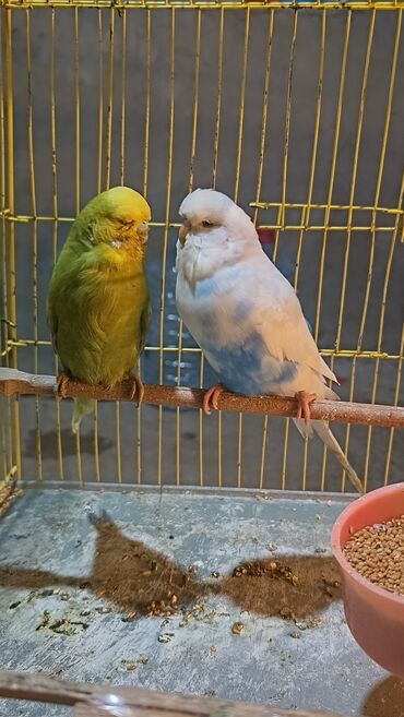 Tutuquşları: Cex cütlük altında 4 balasi ilə qefes yuva hər bir şeyli hazır quslar — 9