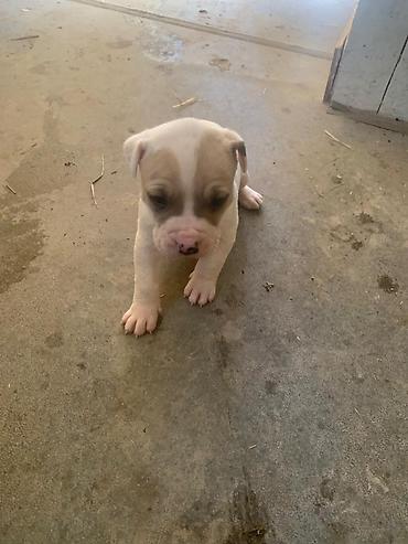 Продажа собак: Питбуль, 1 месяц, Самец at lalafo.kg — 9 Продажа собак: Питбуль, 1 месяц, Самец — 9