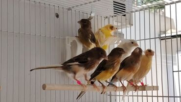 Bülbüllər: Portagal rəngdə hazir cüt gözəl oxuyan bülbüllər var — 8