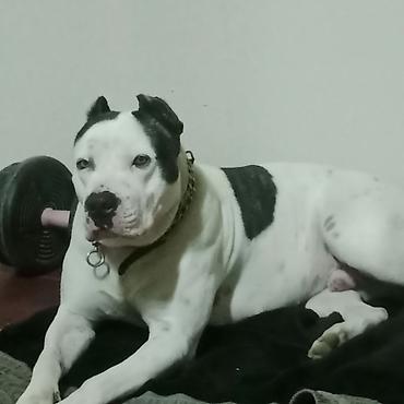 İtlər: Pitbul — 7