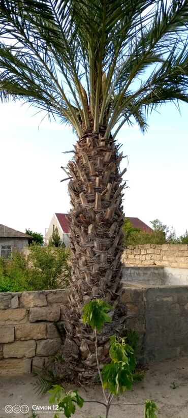 palma ağacı qiyməti: 30 yaşı var qiymet razılaşma yolu ile