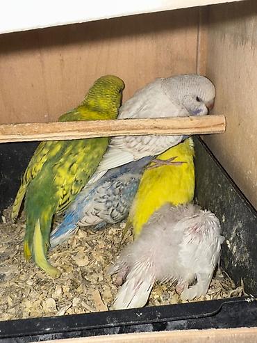 cex quşlar: Cex cut 5 bala ile 2 vistivka 1 cex sarı erkek 2 bala cex diwi — 4