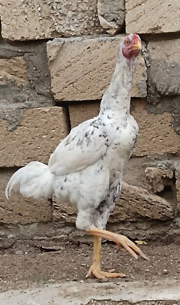 Xoruzlar: Xoruz, Heyratı, il: 1, Ünvandan götürmə — 9