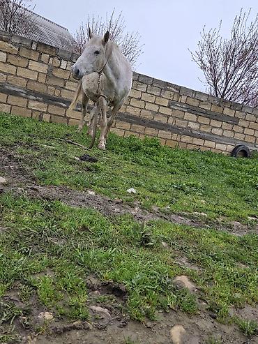 Atlar: Dişi, il: 7 — 20