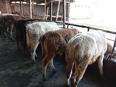 Коровы, быки: Продаю | Бык (самец) | Швицкая | На откорм — 2