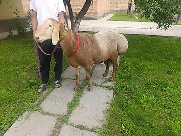 баран живой: Продаю | Баран (самец) | Арашан | Для разведения | Осеменитель — 5