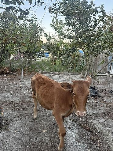 xırda buynuzlu heyvanlar: Satılır: Qəhvəyi rəngli dana - Növ: Mal-qara, dişi dana - Rəng — 2