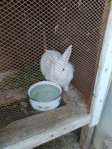 Dovşanlar: Tam saglam dovwanlardir.her qiymete dovwan olur.balalar 5 manatdan — 2