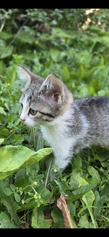лошадь лошадь: Кошка даром: Беспородная, 2 месяца, Мальчик, Приучена к лотку, Проглистована