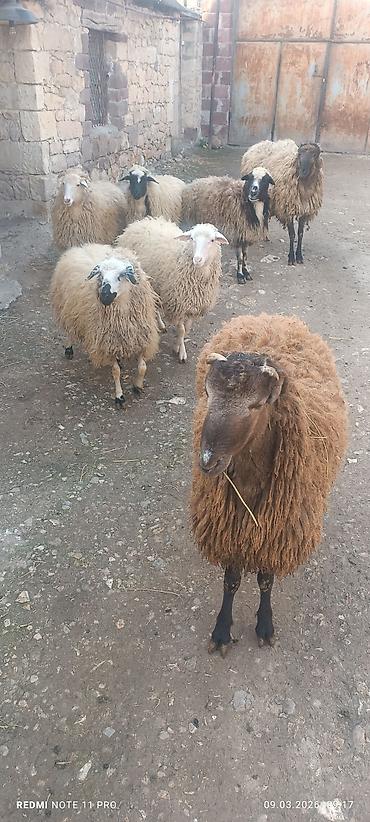 Qoyunlar, qoçlar: Satışda: qoyun sürüsü - Növ: yerli merinos qoyunlar (quzu və ana — 7