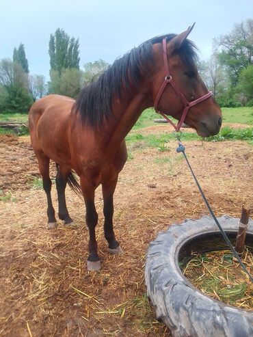 Лошади, кони: Продаю | Конь (самец), Жеребец | Английская, Полукровка | Для разведения, Рабочий, Конный спорт | Племенные — 10