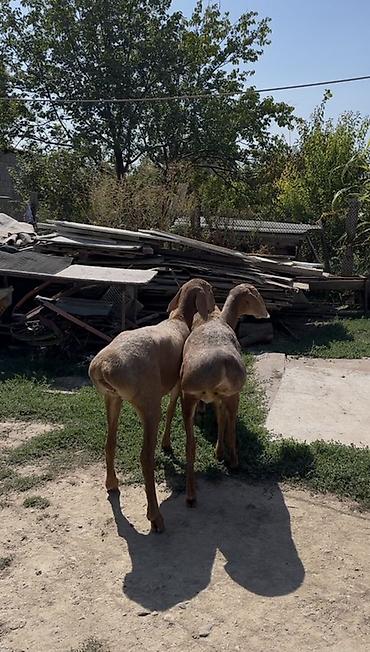 С/х животные и товары: Продаю | Овца (самка) | Арашан | Для разведения — 3