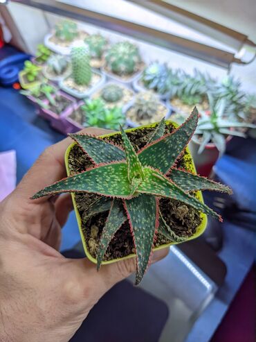 Otaq bitkiləri: Sukkulentlər. Sağlam və dözümlü bitkilərdi. Uzun müddət susuz qala — 19