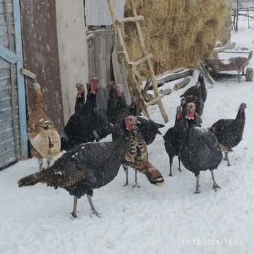 Птицы: Индюк сатылат. Ото семиз жана шорпосу пайдалуу. Оптом и розница