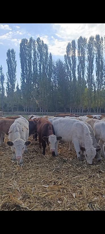 Коровы, быки: Продаю | Бык (самец) | Аулиекольская | На откорм | Племенные — 4