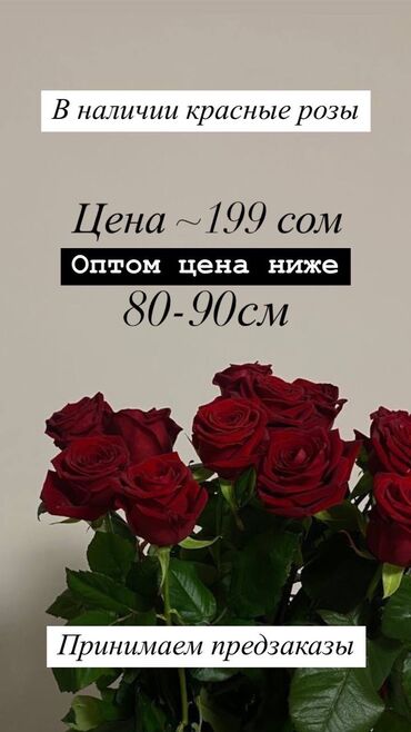 Цветы и букеты: 🌹🌹🌹РОЗЫ 90 СМ🌹🌹🌹 ОПТОМ 150 РОЗНИЦА 199 Ватсап-555-181-618