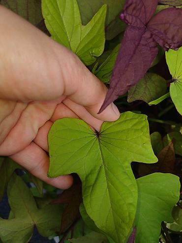 плющь: Ипомея батат (Ipomoea batatas) — декоративные сорта для клумб, кашпо и — 7