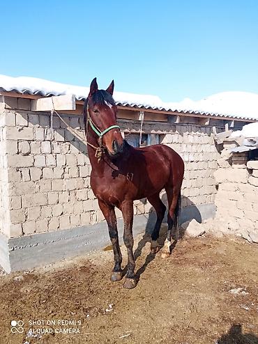 Лошади, кони: Продаю | Жеребец | Рабочий — 3