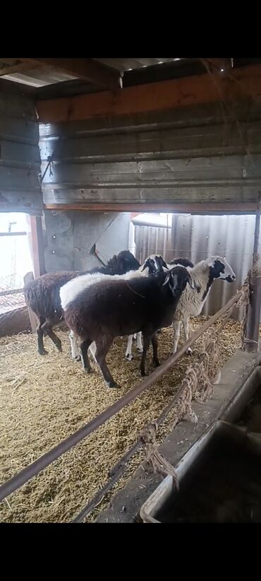 продажа баранов в бишкеке: Продаю | Овца (самка) | Гиссарская | Для разведения | Матка, Ярка