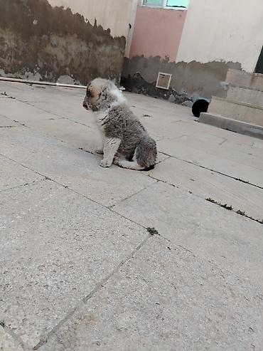 İtlər: Kanqal, 1 ay, Erkek — 4