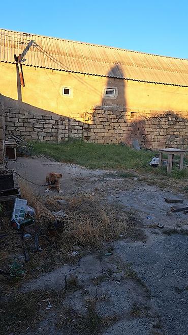 Torpaq: 3 sot, Kupça (Çıxarış) — 3
