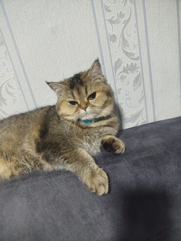 Золотая шиншилла, Самка, В добрые руки, Самовывоз