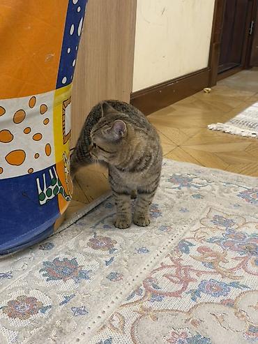 Продажа кошек: Скотиш Фолд (Шотландская вислоухая), 7 месяцев, Мальчик, Приучена к лотку — 2