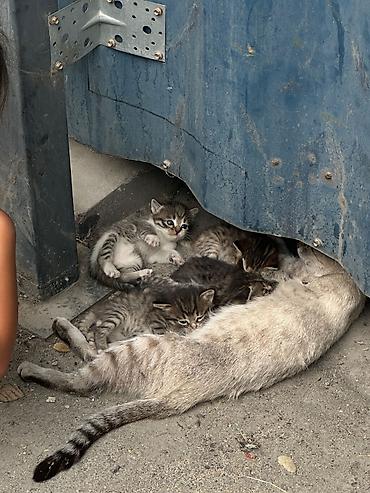 сиамский: Отдам в добрые руки сиамских котят. Возраст — месяц. - Окрас котят — 3