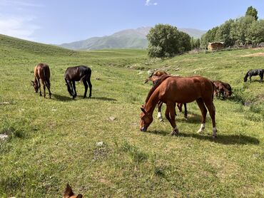Другие животные: Тайлар сатылат круговой бир баага Белогорка, местный тайлар. Мыкты