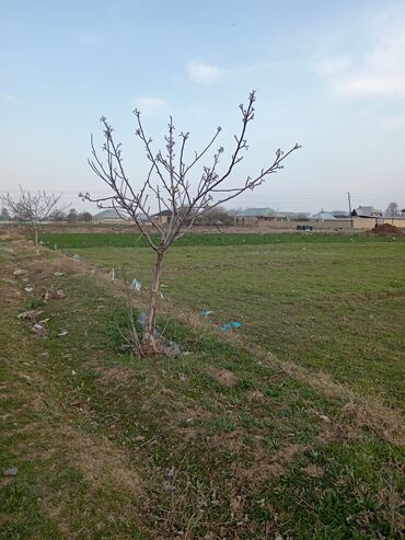 xacmazda satilan evler 2024: 24 sot, Biznes üçün, Mülkiyyətçi, Kupça (Çıxarış)