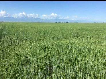 Продажа участков: 900 соток, Для сельского хозяйства, Красная книга — 7