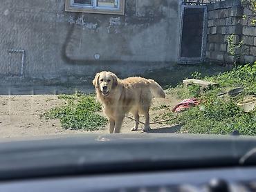 ucuz itlerin satisi: Retriever, Peyvəndli — 1