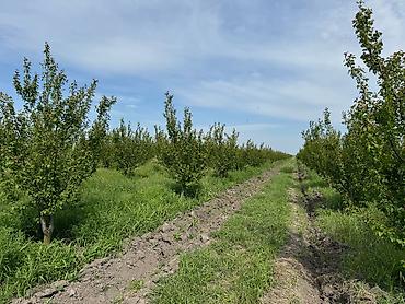 torpağ sahesi: 330 sot, Kənd təsərrüfatı, Kupça (Çıxarış) — 2