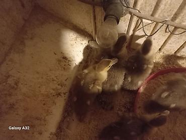 Mövcud məhsul: ördək balaları (qazıcı/peykin deyil) - Cins: ehtimalən