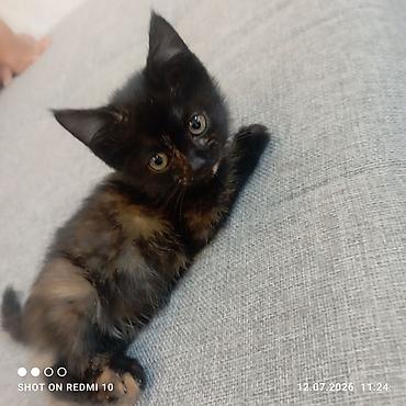 шотландский мышык: Черепаховый котёнок с короткой шерстью. Окрас: чёрный с рыжими и — 1