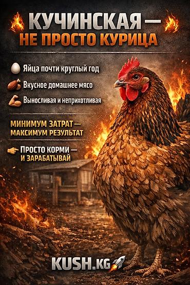 кучинские: Продаю | Куры | Кучинская | Несушки — 1