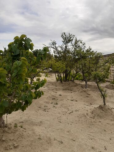 Bağ evlərinin satışı: Saray, 90 kv. m, 3 otaqlı, İnternet, Artezian quyusu, Telefon — 6