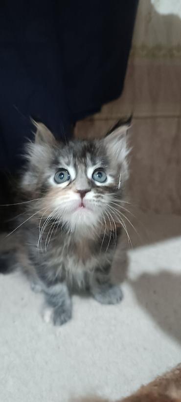 Животные: Гиганты Кошачьего мира♥️ Мейн-Куны 🥰 Мини питомник не клеточного — 6
