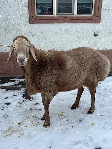 Баран, овца: Продаю | Баран (самец) | Для разведения | Племенные — 9