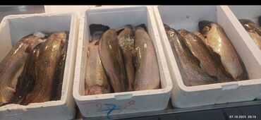 Süd məhsulları və yumurtalar: Məhsul: İris (göy qurşağı) alabalığı – bütöv, başlı və qarın hissəsi